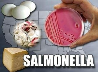 Salmonella